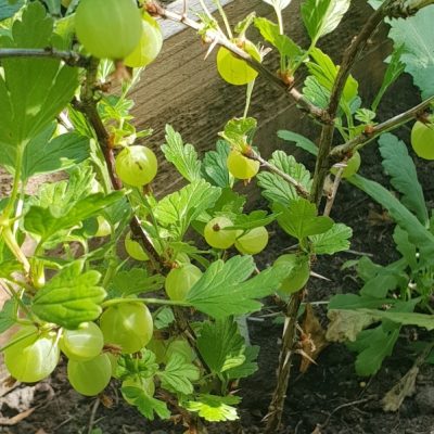 Golden Drop Gooseberry Bushes