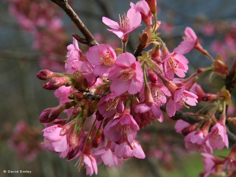 Kursar Japanese Flowering Cherry Plants - Chris Bowers & Sons