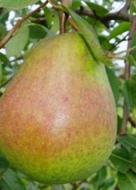 pear tree fruits