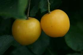 coes golden drop plums