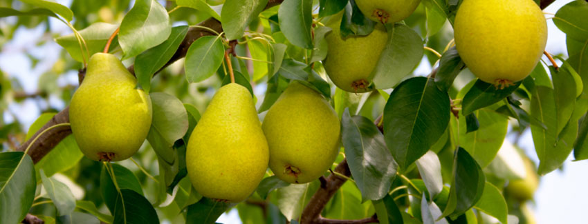 pear tree in fruit