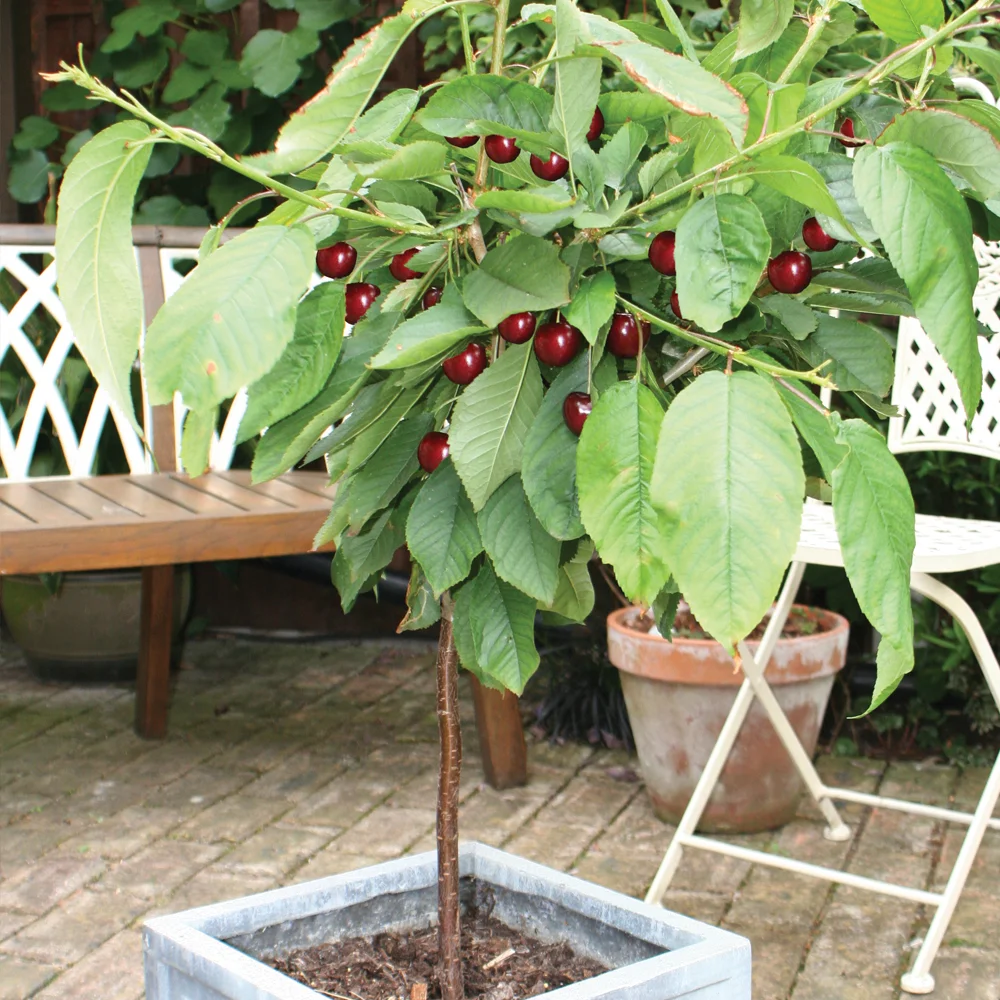 pot cherry tree